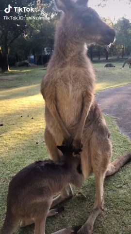 カンガルーの赤ちゃんが袋に帰る
