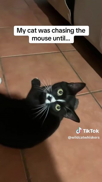 Cats Rule the World: Hilarious Cat Moments