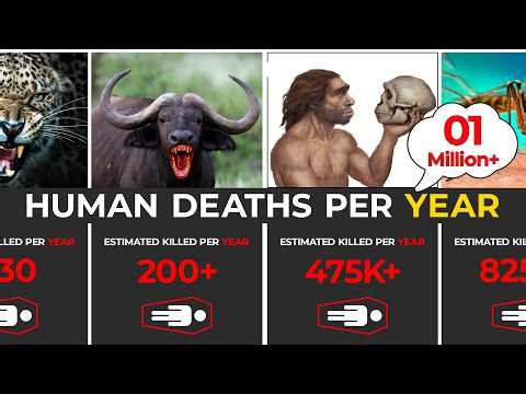 Top 30 Deadliest Animals in the World (By Human Deaths Per Year)