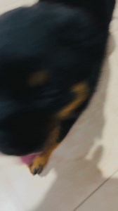 35K views · 1.5K reactions | Tiny paws, big heart, and endless love ❤️ This little Rottweiler puppy may be small today, but inside beats the heart of a loyal protector and a forever friend. Every sleepy yawn, every playful step, and every innocent look reminds us that pure love comes with four paws. Watching this puppy grow is not just raising a dog… it’s raising a family member. | Rottweiler Fans | Facebook