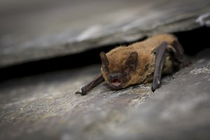 Common pipistrelle | London Wildlife Trust