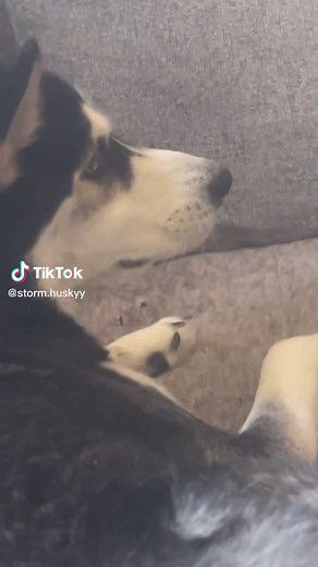 just another day of being a dramatic husky 😅