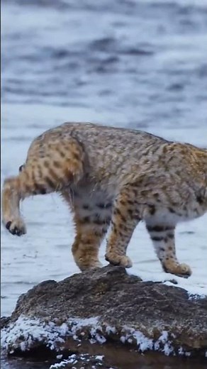 Interesting facts about Bobcat