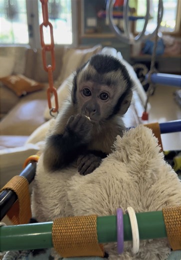 Ok I’m horrible, we’ve been so busy the day almost slipped by without wishing sweet Bunny a very Happy Birthday. This was the second day she was with us. We love her so much. Happy 2 yrs old Bunny💜