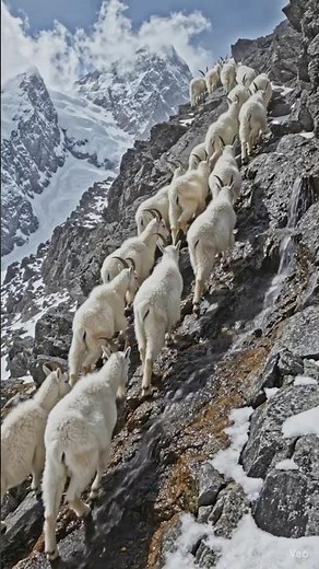 ❄️ Fearless Mountain Goats Walking on Dangerous Snowy Cliffs 🐐 #mountain #Goats #snowy