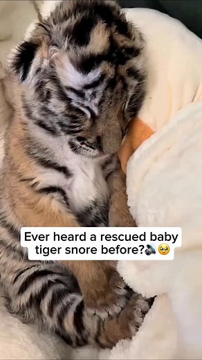 A baby tiger softly snoring in its sleep is an utterly adorable sight. Like human infants, tiger cubs can emit gentle snores when they are in a deep, relaxed slumber. The soft sound reflects how safe and content they feel, often curled up after a day filled with playful adventures and curious exploration. Credit unknown Please DM us for credit #wildlife #wildanimals #animals #cuteanimals #animallovers #tiger #tigerlover #babytiger #cutebabytiger #babytigerlove #tigersnore | Wildlife Rescuers
