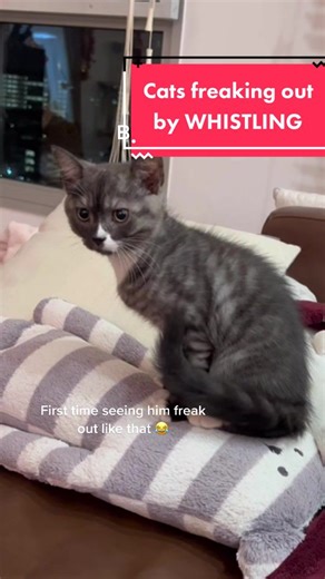 Cat's Reactions to Whistling - Hilarious Compilation