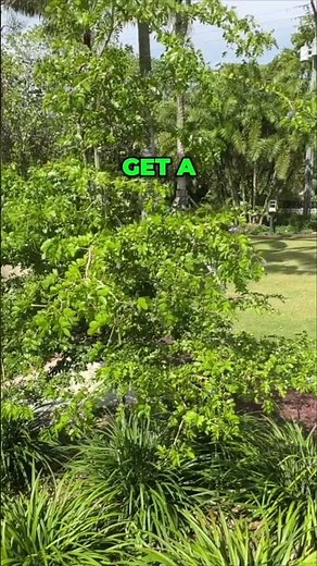 LIGNUM VITAE: Florida's "Tree of Life" #garden #ihavethisthingwithplants #gardening #floweringtree