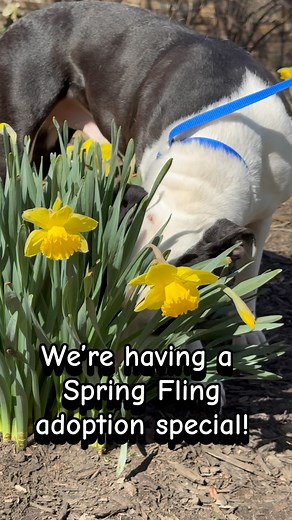 Spring Fling Adoption Special 3/13-3/16 Spring is in the air and these dogs are ready to play with their new families. Thursday 3/13 through Sunday 3/16 adopt any adult dog for $20! Adoption special available at both locations. Not ready to adopt give a dog a spring break by becoming a foster today! young-williams.org/foster #shelterdog #animalshelter #adoptdontshop #spring #fosteringsaveslives | Young-Williams Animal Center