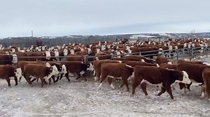 Like most ranches we’re always trying to figure out the most feed efficient way to put pounds on our cattle, this fall we tried something new with the advice of our nutrionist. We left our steers and heifers on the cows out on corn grazing, yesterday brought them in to wean and can say we’re thrilled with the results! The calves came in looking shiny, full of volume and the mothers are in great condition too! | Fenton Hereford Ranch