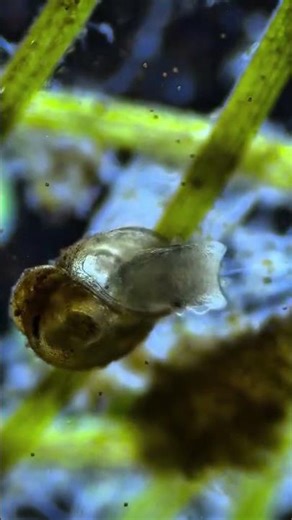 The Secret Life of Microorganisms #scienceandart #snail #hiddenwildlife