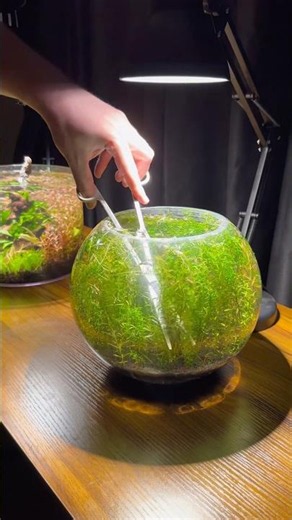 Trimming aquatic plants in my planted aquarium