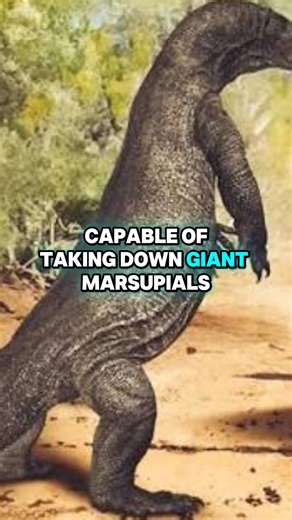 When Australia Had a Dragon — The Titan Lizard Megalania 🦎 Meet Megalania (Varanus priscus) — the giant monitor lizard that once ruled Ice Age Australia. Alive during the Late Pleistocene, Megalania is believed to be the largest terrestrial lizard that ever lived, closely related to today’s Komodo dragon and lace monitor. 🔍 What makes it extraordinary: Estimates place its length between 5–7 metres, with some models suggesting over 600 kg — a true apex predator of Australia’s megafauna. Like mo