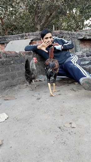 My Chicken Attacked On Me😱 #rooster #villagelife #pets #chicken