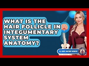 What Is The Hair Follicle In Integumentary System Anatomy? - All About Anatomy Answers