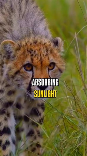 Nature’s Sunglass: Why Cheetas Have Black Tear Lines #wildlife #animalfacts #cheetah