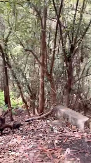 #Fossil Cove Conservation Area #Tasmania #australia #followersreelsfypシ゚viralシfypシ゚viralシal | Tiny Travel | Facebook