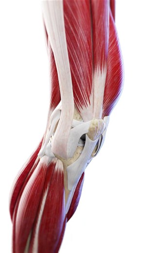 What Happens Inside the Knee When You Bend It #Shorts #Anatomy