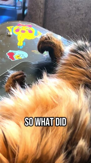 Princess Peanut❌ on TikTok