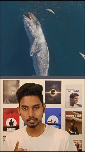 What Happens When Blue Whale Dies at sea 🐋
