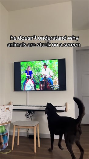 #fyp #dogsoftiktok #labrador #aussie | Labrador