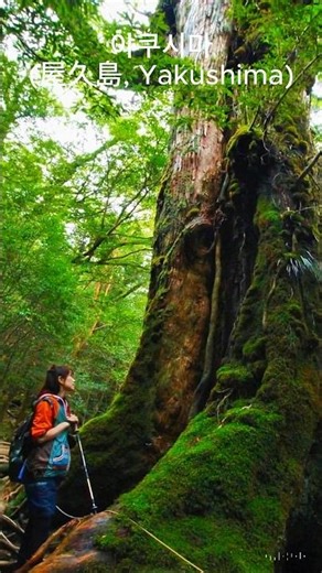 야쿠시마(屋久島, Yakushima) #travel #야쿠시마 섬#일본