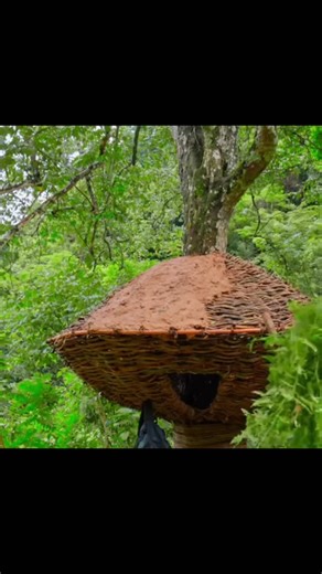 Innovation Boom on Instagram: "Tree house shelter completed 🌲🔥 A safe place to survive the wild — built only with nature #treehouseshelter #bushcraftsurvival #wildlife #outdooradventure #primitivebuild survivalcamp natureasmr offgridshelter samBushcraft asmr fyp viral part3"