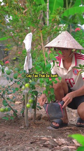 Cách trồng cây giống táo thái da xanh dễ dàng