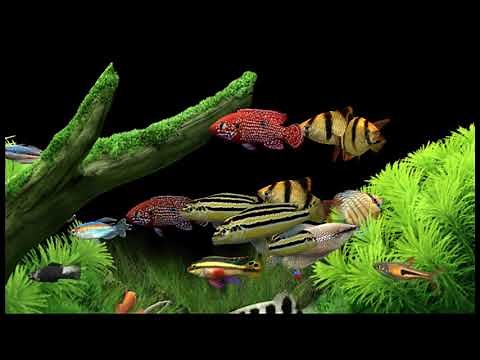 Screensaver Dream Aquarium - Virtual Aquarium HD