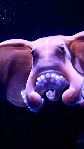 🐙 Adorable Dumbo Octopus in Glowing Deep Sea | Blue Planet Insights 🌊