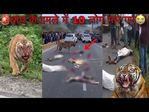 Alert‼️Dangerous Tiger Accident😭Tiger Attack On Road In Jungle Safari | Wildlife Attack Human Viral
