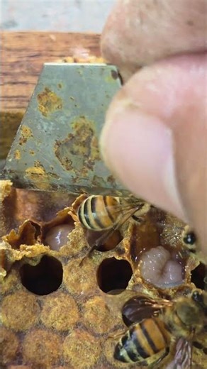 Cutting the small queen cell.😭🐝 #bee #beefeater #beekeeper #workerbee