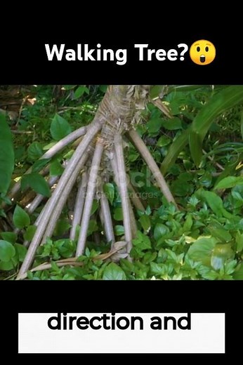 The Walking Tree – Nature’s Slow Traveler! 🌿