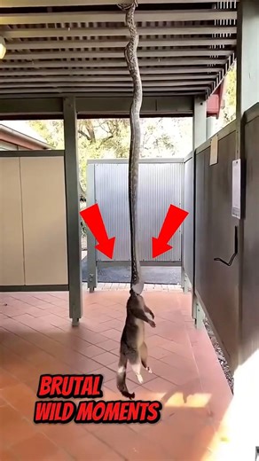 Animal Moments Where Nature Was Too Cruel 🐍 #animals #wildlife #2026