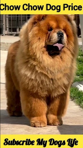 Chow Chow Dog Price #shorts #chowchow #dog
