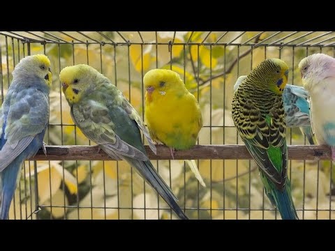 Parakeets CHIRPING to help LONELY Budgie//Parakeets OVER 8 Hours