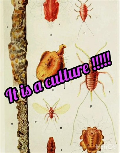 We are not the ones who have culture #sciencefacts #interestingfacts #curiositydaily#naturalcuriosiy