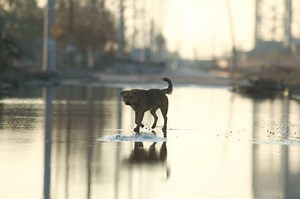 What poison is best to kill a stray dog? (Someone asked that?!)