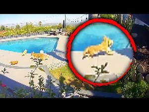 Tommy Lee's Dog Survives Coyote Attack in Backyard