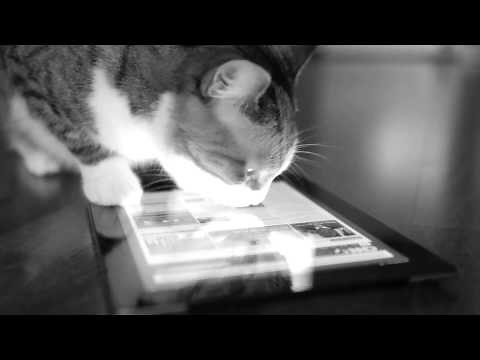 Introducing Cats by Opera. Your cat deserves a browser.