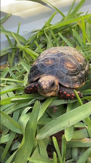 1st Baby Redfoot Tortise being adopted out