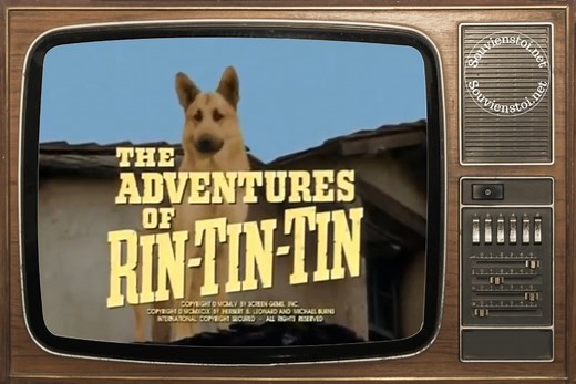 556K views · 24K reactions | Rintintin (The Adventures of Rin Tin...