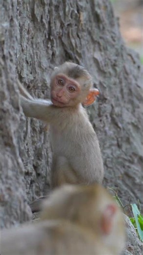 So adorable baby monkey