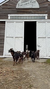 The same breakfast parade every morning, and it never gets old! Can’t wait to see all sorts of babies mixed in in a few weeks! For now I’m enjoying these beautiful mamas! | Sunflower Farm