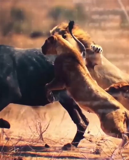 Defending Buffalo: Strategies Against Cheetah and Lion Hunts Cheetahs and lions are both formidable predators, but they employ different strategies when hunting buffalo. **Cheetah Hunting Buffalo:** Cheetahs typically target young or weaker buffaloes due to their speed and agility. They rely on stealth and a burst of speed to chase down their prey, usually striking when the buffalo is isolated from the herd. Their approach involves getting as close as possible before launching a high-speed sprin