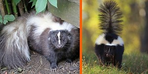 A woman risks getting sprayed by a skunk to save its life in a nail-biting 30-second clip