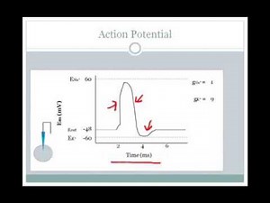 SJSU Neurophysiology - Lecture 3 - The Action Potential