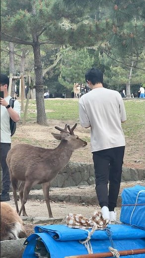 奈良公園で最高の一日！鹿と楽しい癒し体験 🦌✨