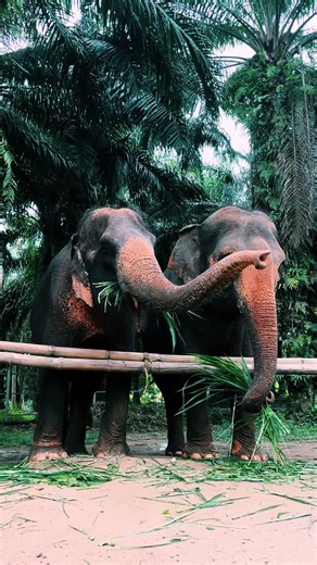 Caitlin Bell (@caitlinbell7)’s videos with original sound - flukestyler