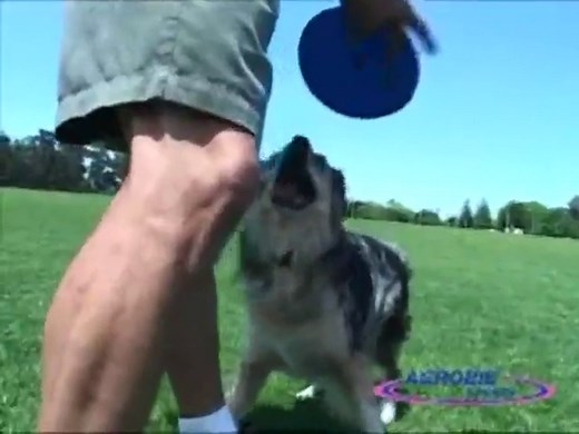 Aerobie Dogobie Disc Outdoor Flying Disc for Dogs - Colors May Vary